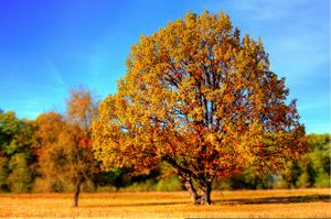 Herbstbaum 1.jpg