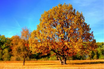 Herbstbaum 1.jpg