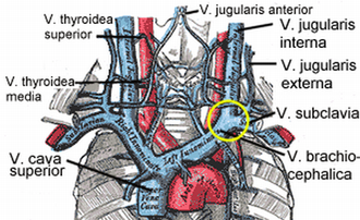 Vena cava superior (unten)