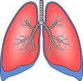 Lungs-154282 1280.png