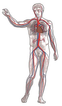 Blutkreislauf im menschlichen Körper