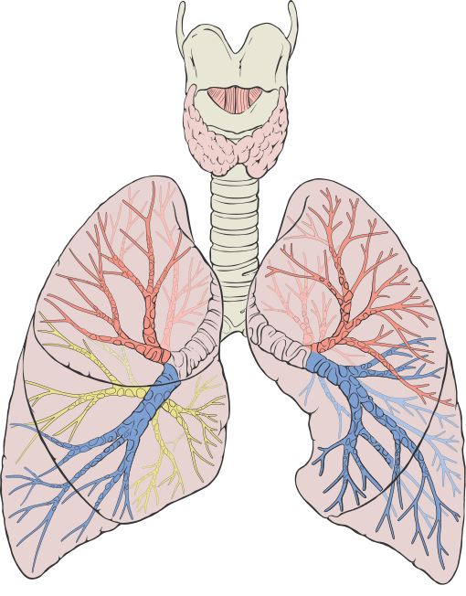 Datei:Lungs diagram detailed.svg