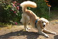 Golden Retriever Hund.jpg