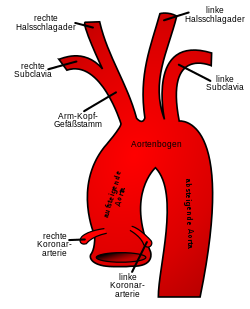 Aortenbogen mit Abgängen, schematisch