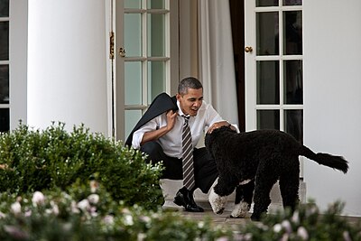 President Barack Obama pets Bo, the Obama family dog, after returning to the White House from an event at Prince George's Community College in Largo, Md., March 15, 2012.jpg