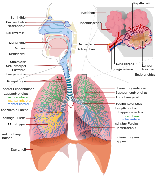 Respiratory system complete de.svg