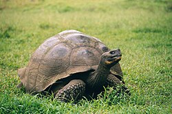 Galápagos-Riesenschildkröte (Chelonoidis nigra porteri)